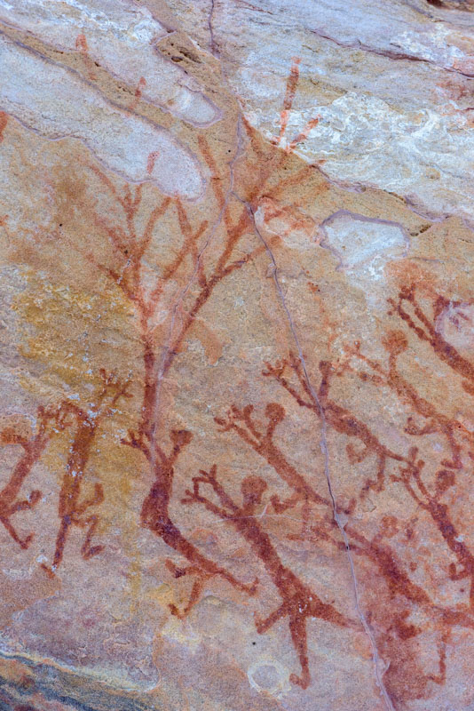 Tree of Life